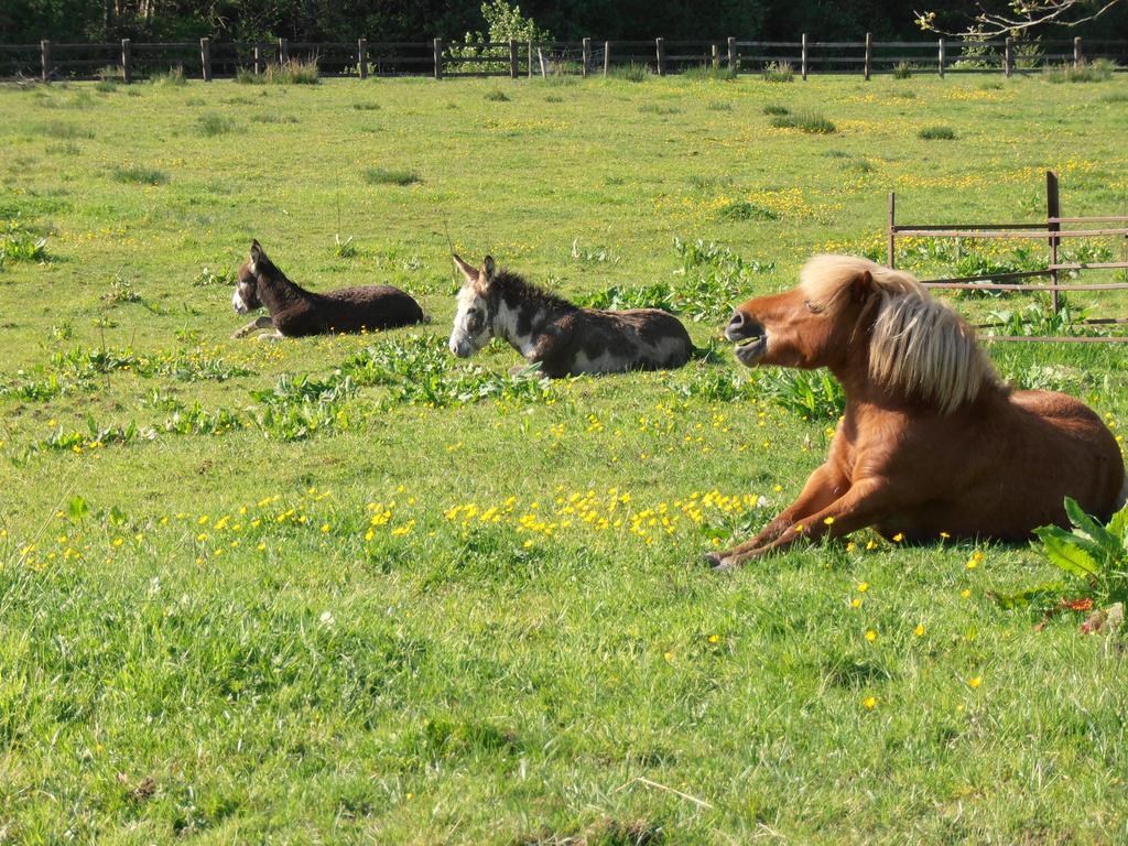 Riversdale Farm B&B Ballinamore Room photo